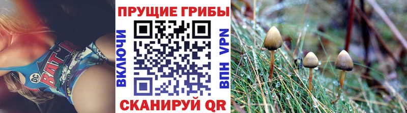 нарко площадка формула  Тотьма  Псилоцибиновые грибы Cubensis 